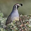 California Quail